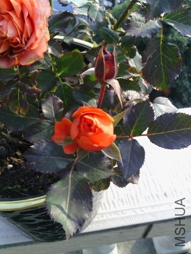 IMG_20131123_144651.jpg