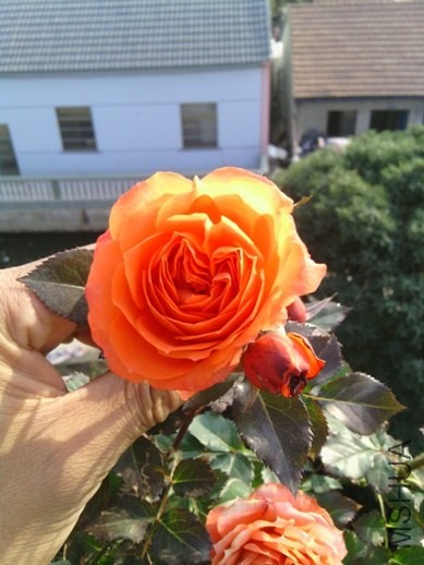 IMG_20131123_144640.jpg