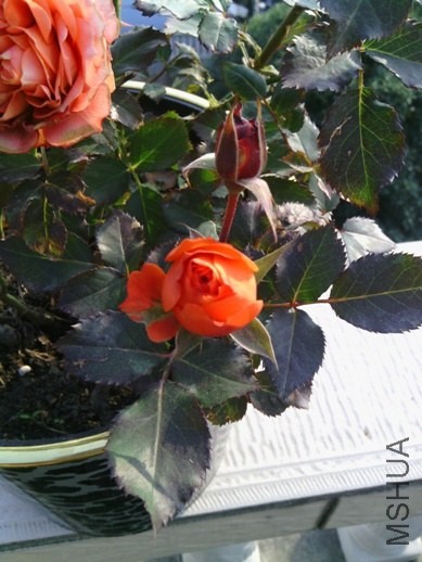 IMG_20131123_144649.jpg