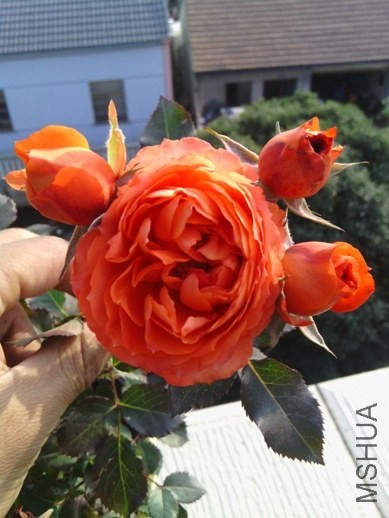 IMG_20131123_144633.jpg