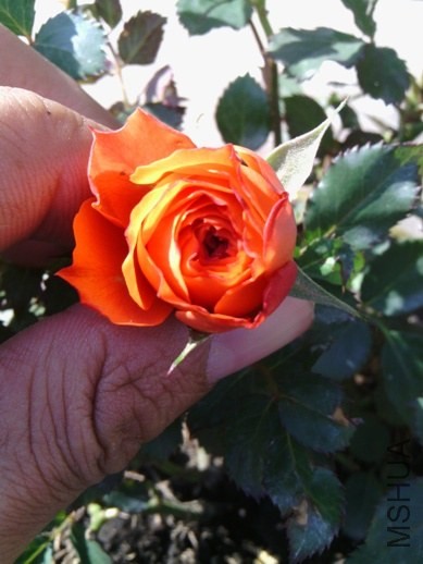 IMG_20131108_115954.jpg