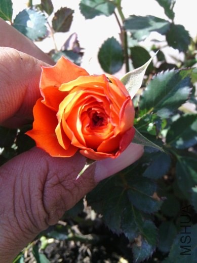 IMG_20131108_115952.jpg