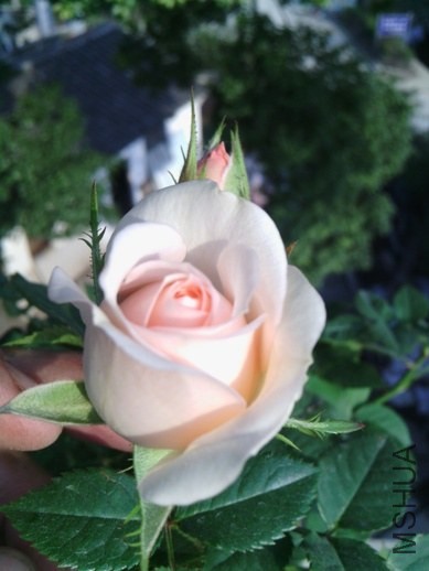 IMG_20131123_144602.jpg