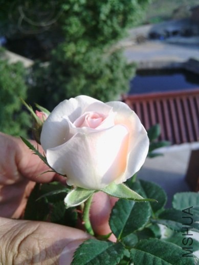 IMG_20131123_144523.jpg