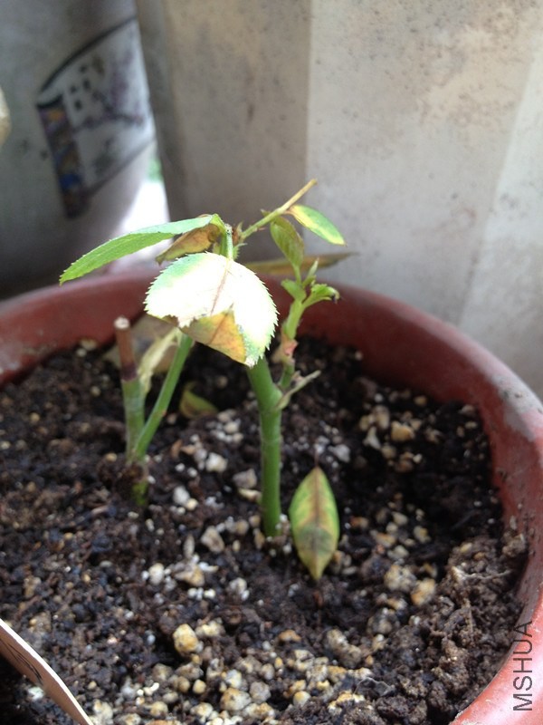 ����Ǹ������һ�ܺ��ͼƬ