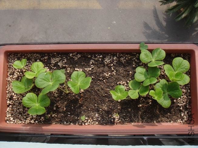 ������С DSC05049.JPG