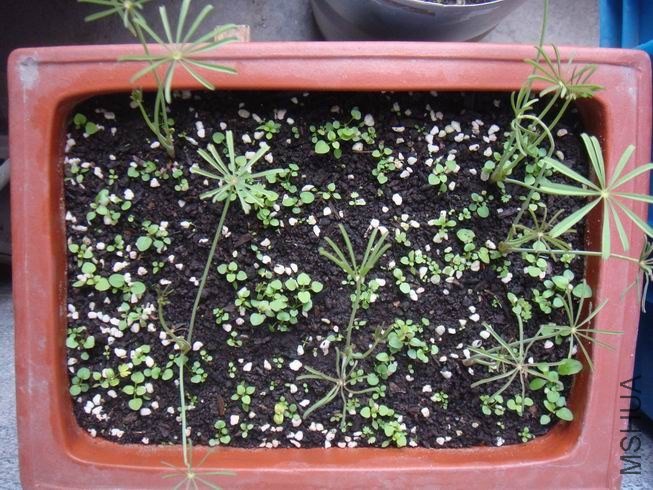 ������С DSC05055.JPG