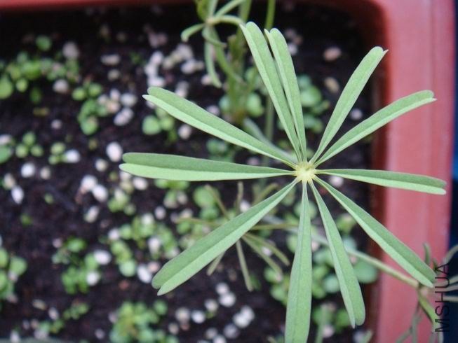 ������С DSC05056.JPG