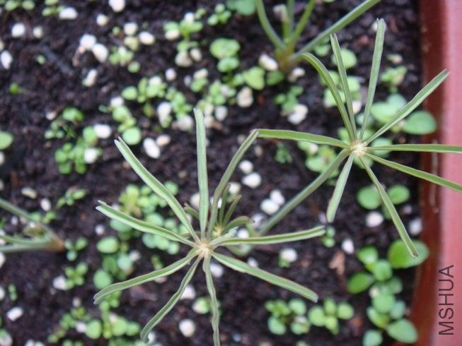 ������С DSC05057.JPG