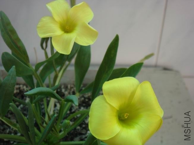 ������С DSC05060.JPG