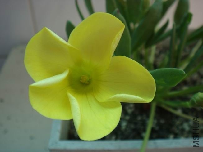 ������С DSC05061.JPG