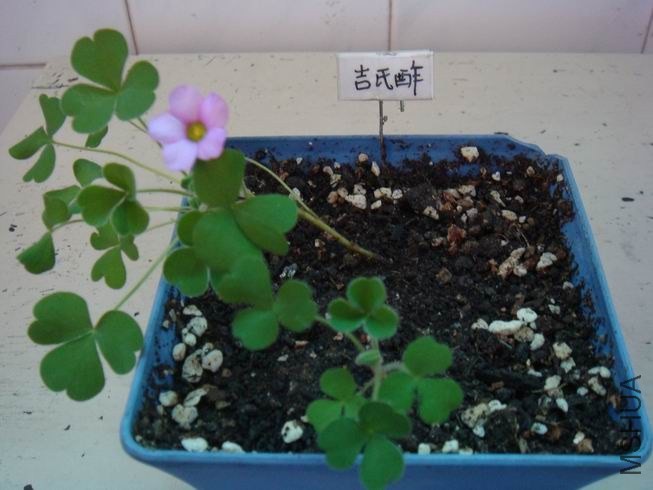 ������С DSC05282.JPG