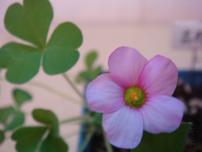 ������С DSC05284.JPG