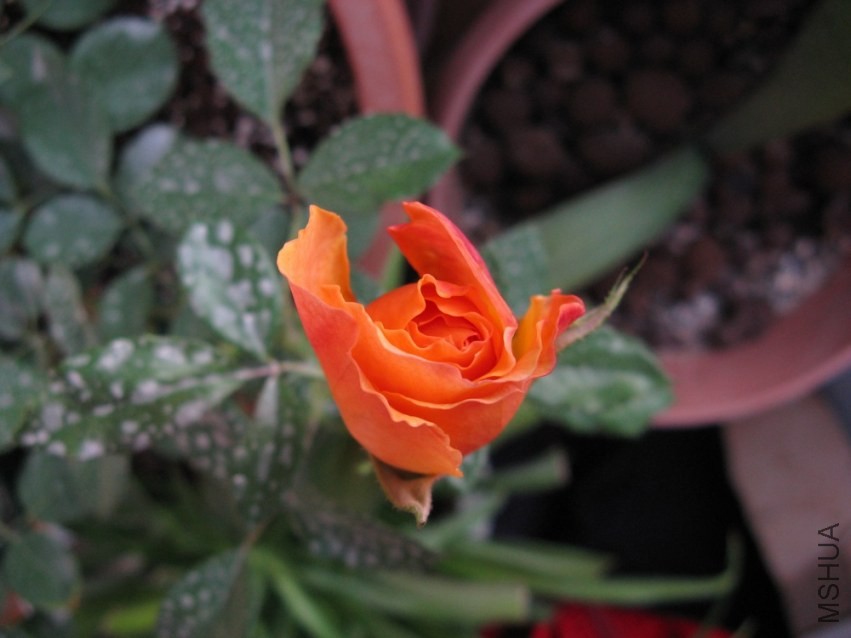 ��Ƭ 017.jpg