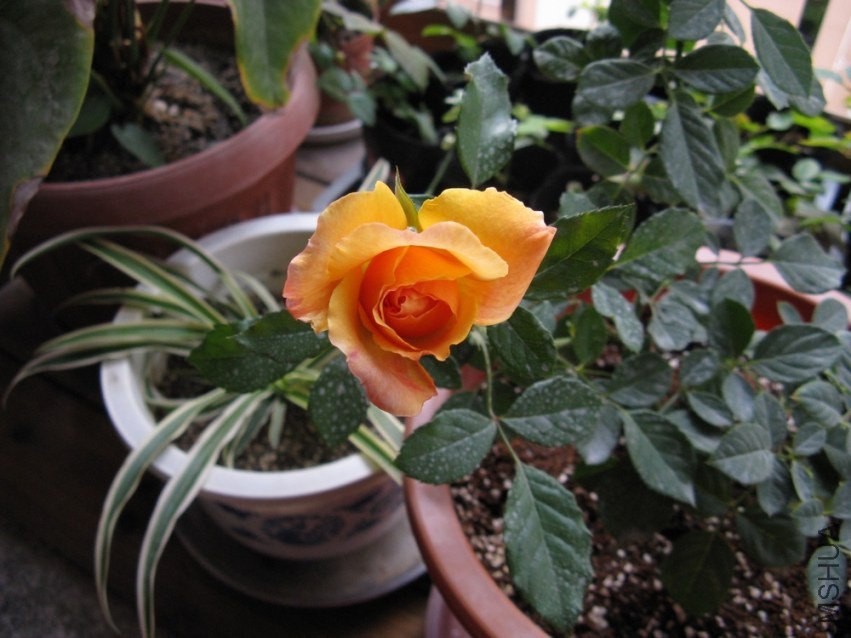 ��Ƭ 038.jpg
