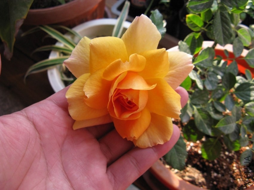 ��Ƭ 043.jpg