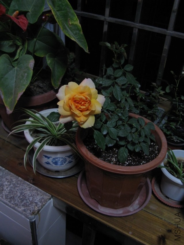 ��Ƭ 044.jpg
