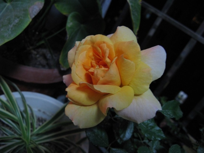 ��Ƭ 045.jpg