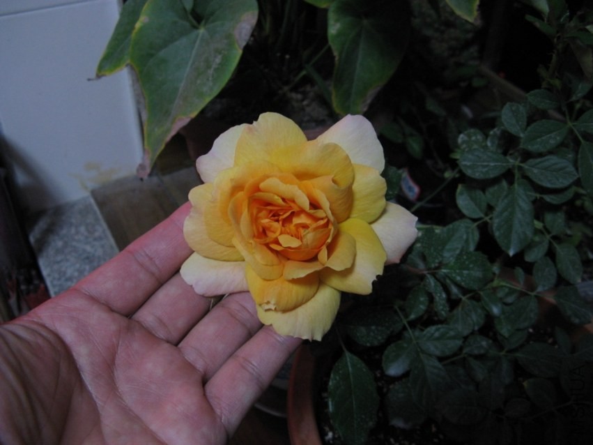 ��Ƭ 046.jpg