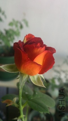 DSC_4089(1)_����.jpg