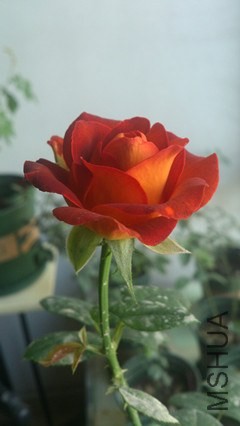 DSC_4178(1)_����.jpg