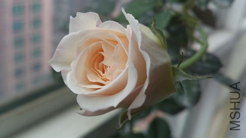 DSC_4248_����.jpg