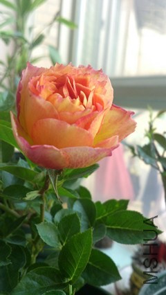 DSC_4006_����.jpg