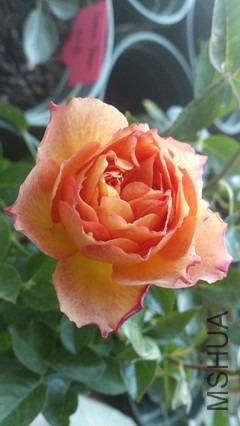 DSC_4014_����.jpg
