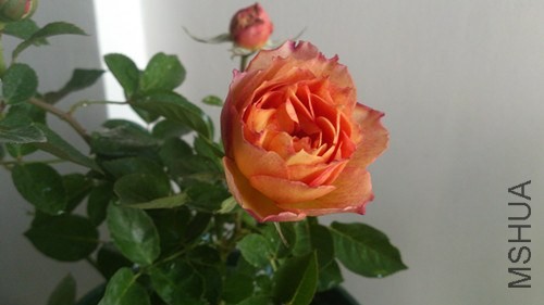 DSC_4018_����.jpg
