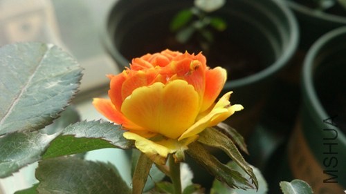 DSC_4024_����.jpg