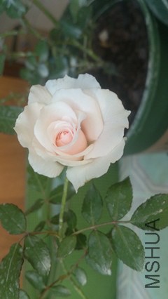 DSC_3884_����.jpg