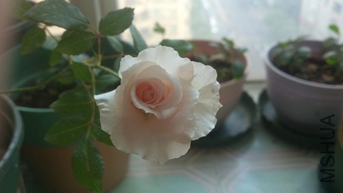 DSC_3886_����.jpg
