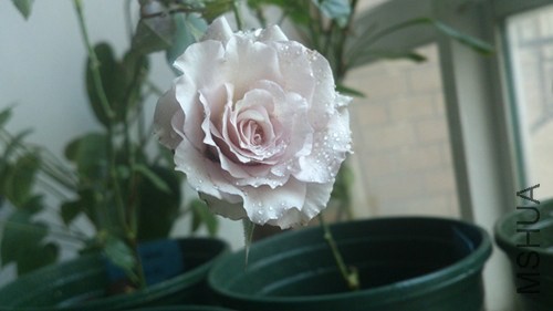 DSC_3866_����.jpg