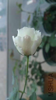 DSC_4538_����.jpg