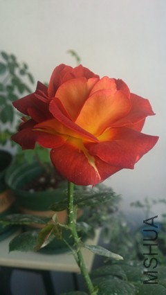 DSC_4311(1)_����.jpg