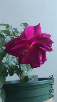 DSC_4456_����.jpg