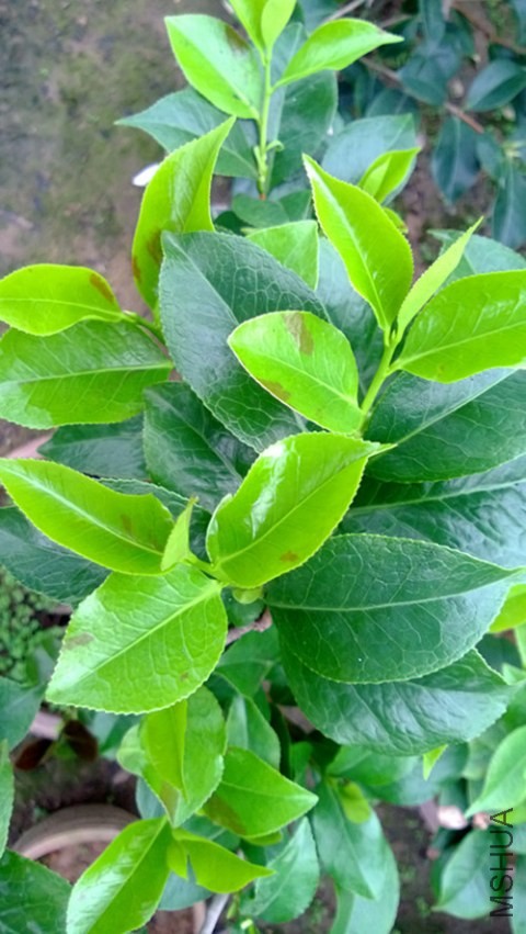 WP_20130725_007.jpg