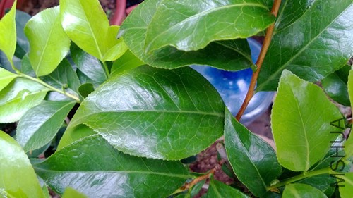 WP_20130802_010.jpg