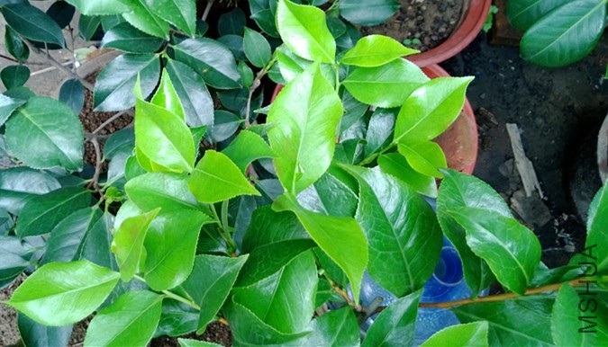 WP_20130802_011.jpg