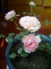 IMG-20130621-00449 (180x240).jpg