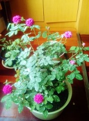 IMG-20130621-00435 (177x240).jpg