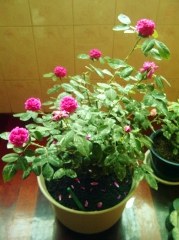 IMG-20130622-00468 (179x240).jpg