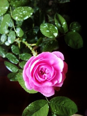 IMG-20130710-00485 (300x400).jpg