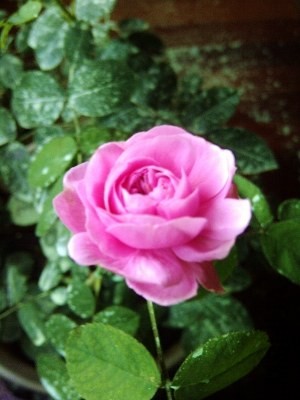 IMG-20130710-00484 (300x400).jpg