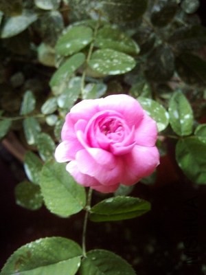 IMG-20130710-00483 (300x400).jpg