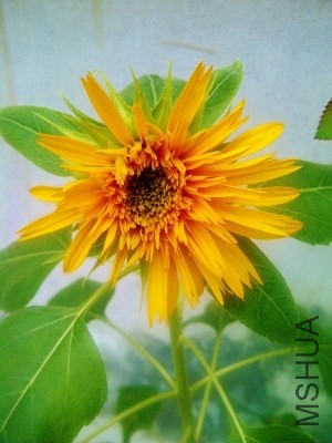 IMG-20130703-00478 (300x400).jpg