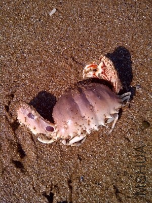 IMG-20131031-00547 (300x400).jpg