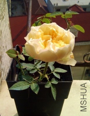 IMG-20131116-00563 (309x400).jpg