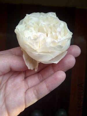 IMG-20131123-00566 (300x400).jpg