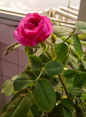 IMG-20131205-00575 (295x400).jpg